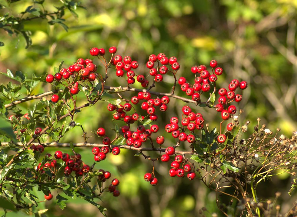 Beeren