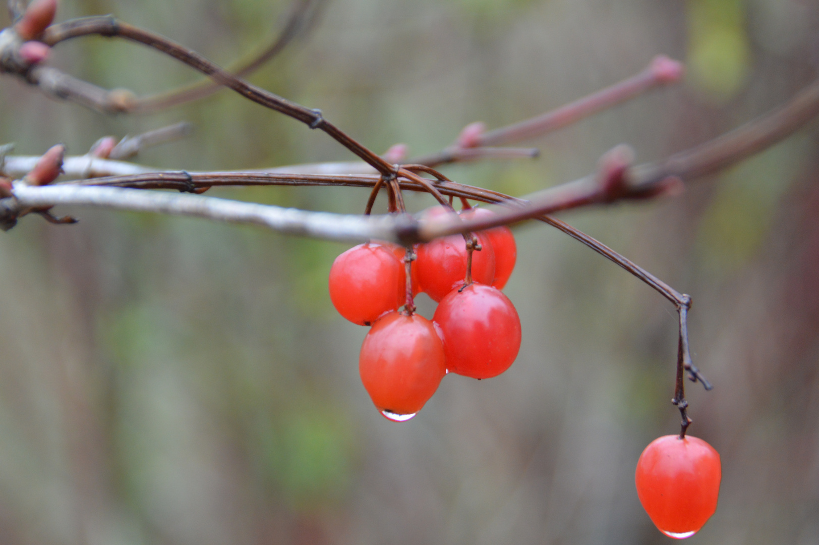 Beeren