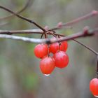 Beeren