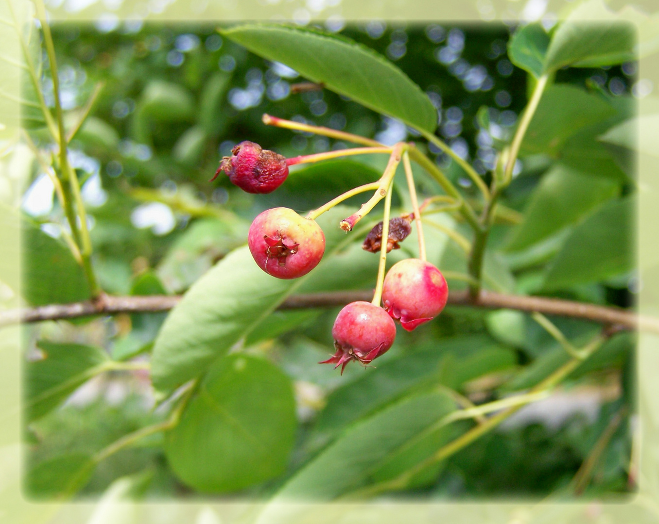 Beeren