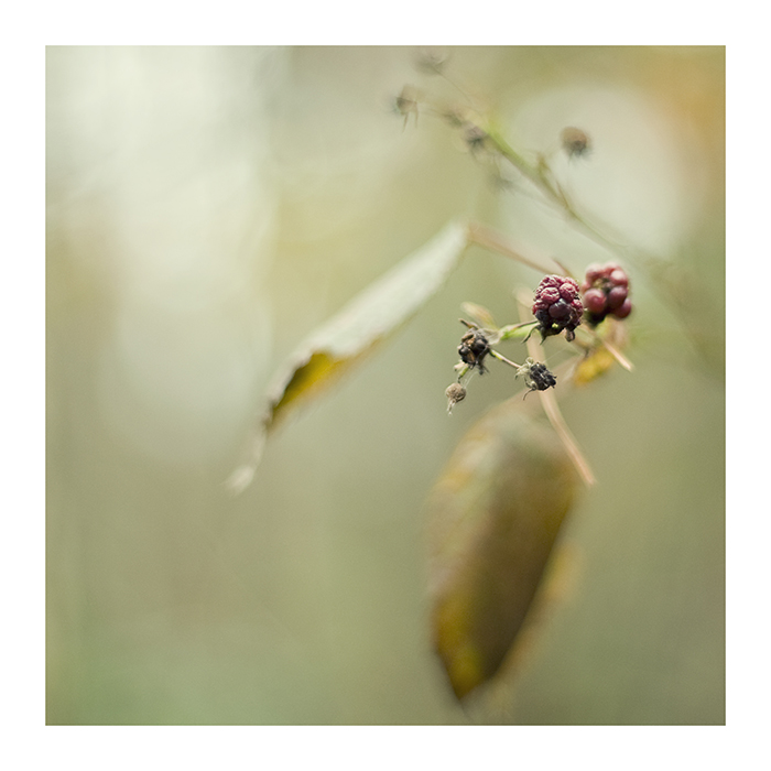 beeren-fein