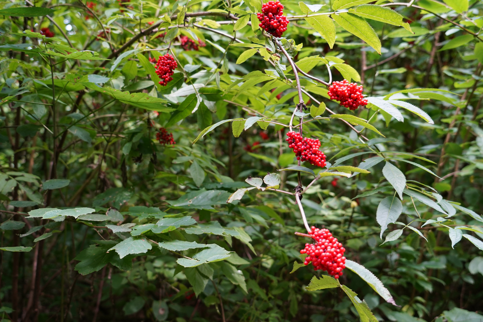 Beeren?