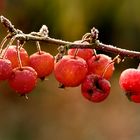 Beeren-Frost