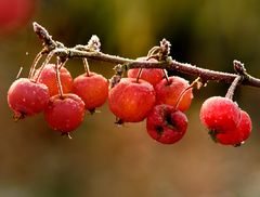 Beeren-Frost