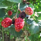 Beeren , Frucht