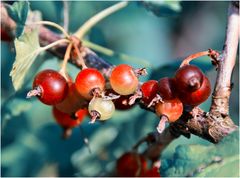 Beeren für den Gaumen