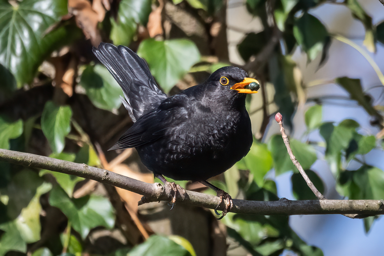 Beeren für die Amsel