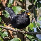 Beeren für die Amsel