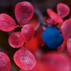 Beeren für die Bären