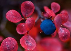 Beeren für die Bären