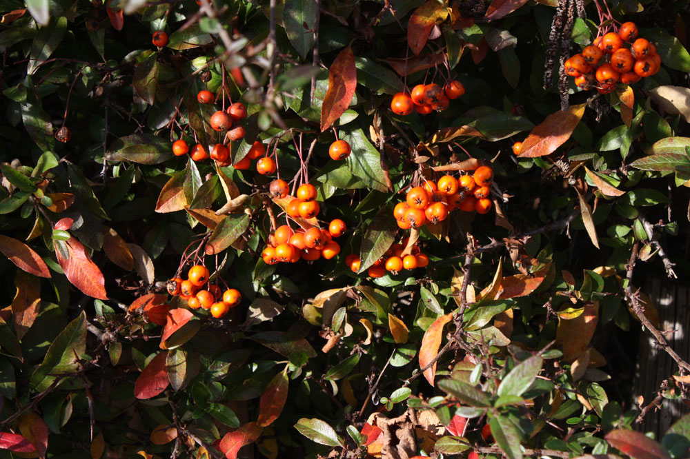 Beeren für die Vögel