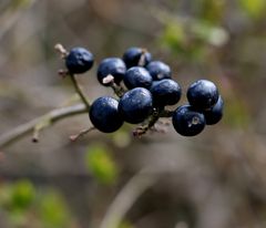 Beeren für Vögel