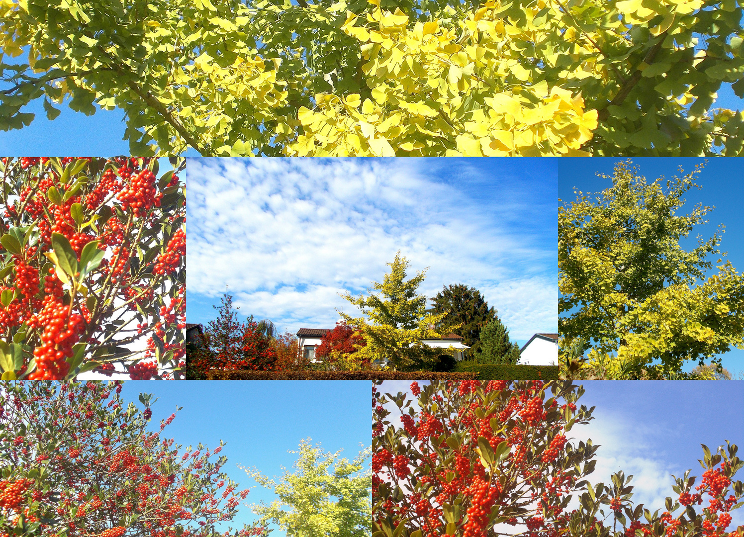 Beeren + Gingko vor Ort