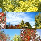 Beeren + Gingko vor Ort