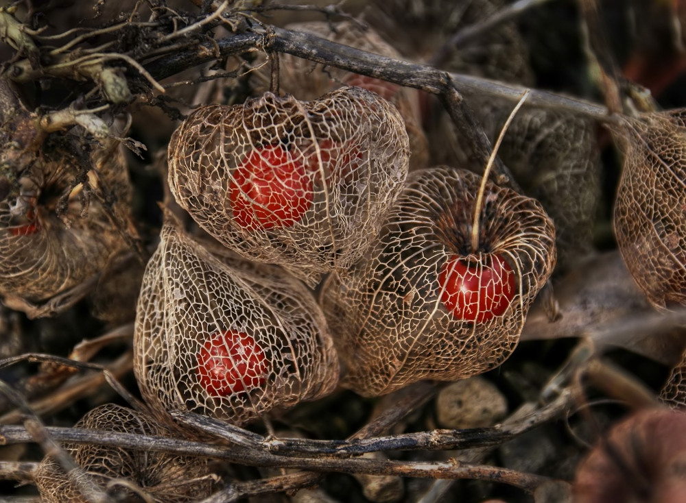 Beeren hinter Gittern...