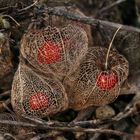 Beeren hinter Gittern...