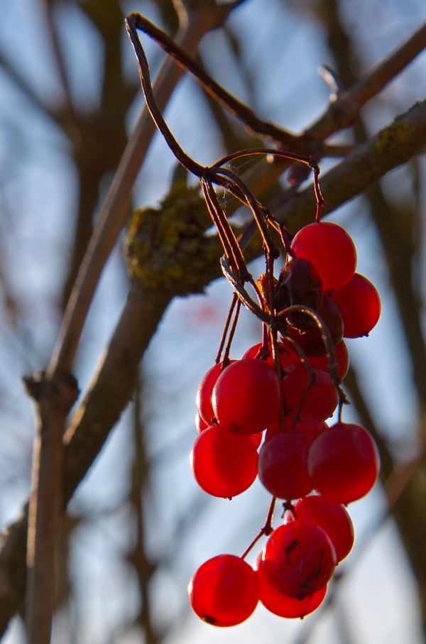 Beeren im Dezember