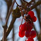 Beeren im Dezember