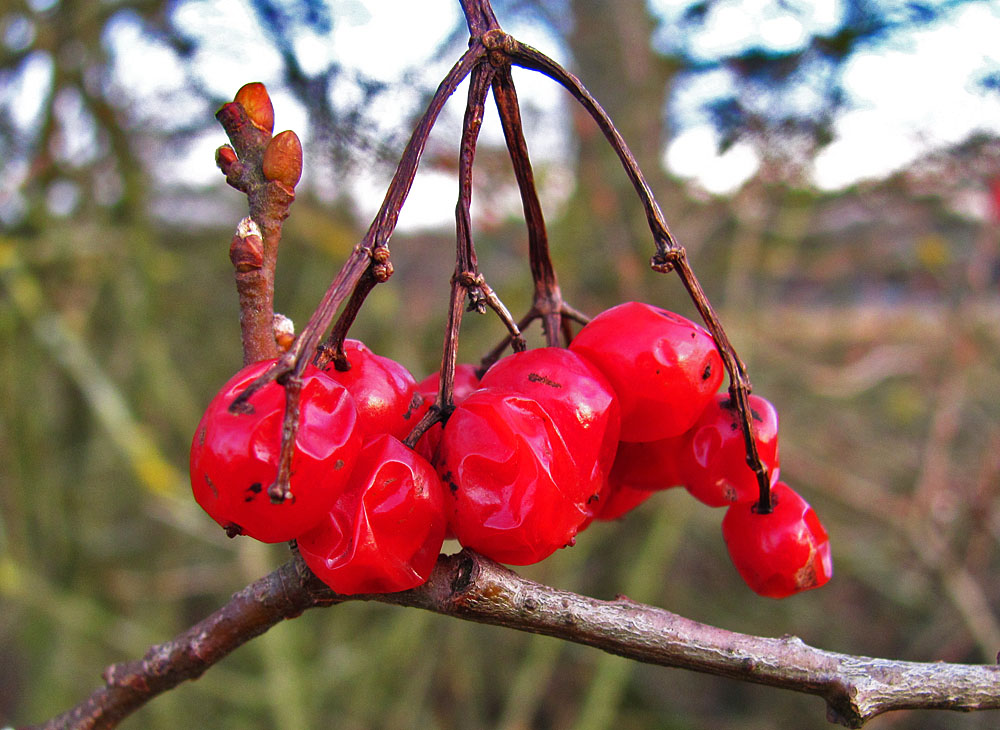 Beeren im Dezember