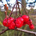 Beeren im Dezember