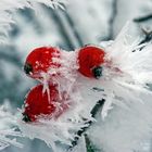 Beeren im Eis