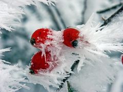 Beeren im Eis