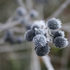 Beeren im Eis