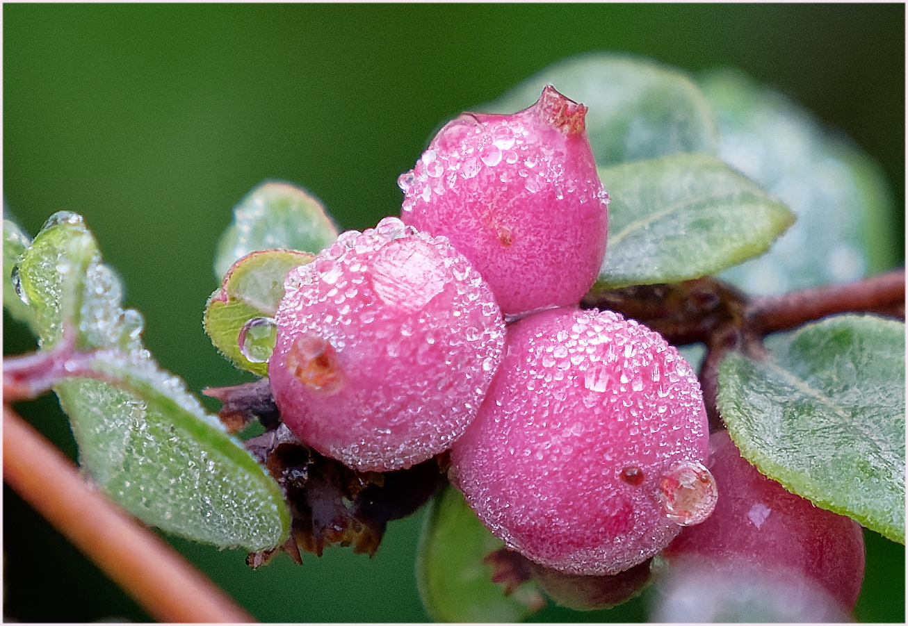 Beeren im Frischepack