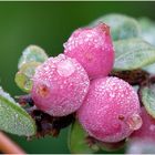 Beeren im Frischepack