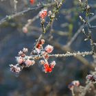 Beeren im Frost