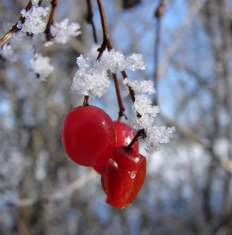 Beeren im Frost