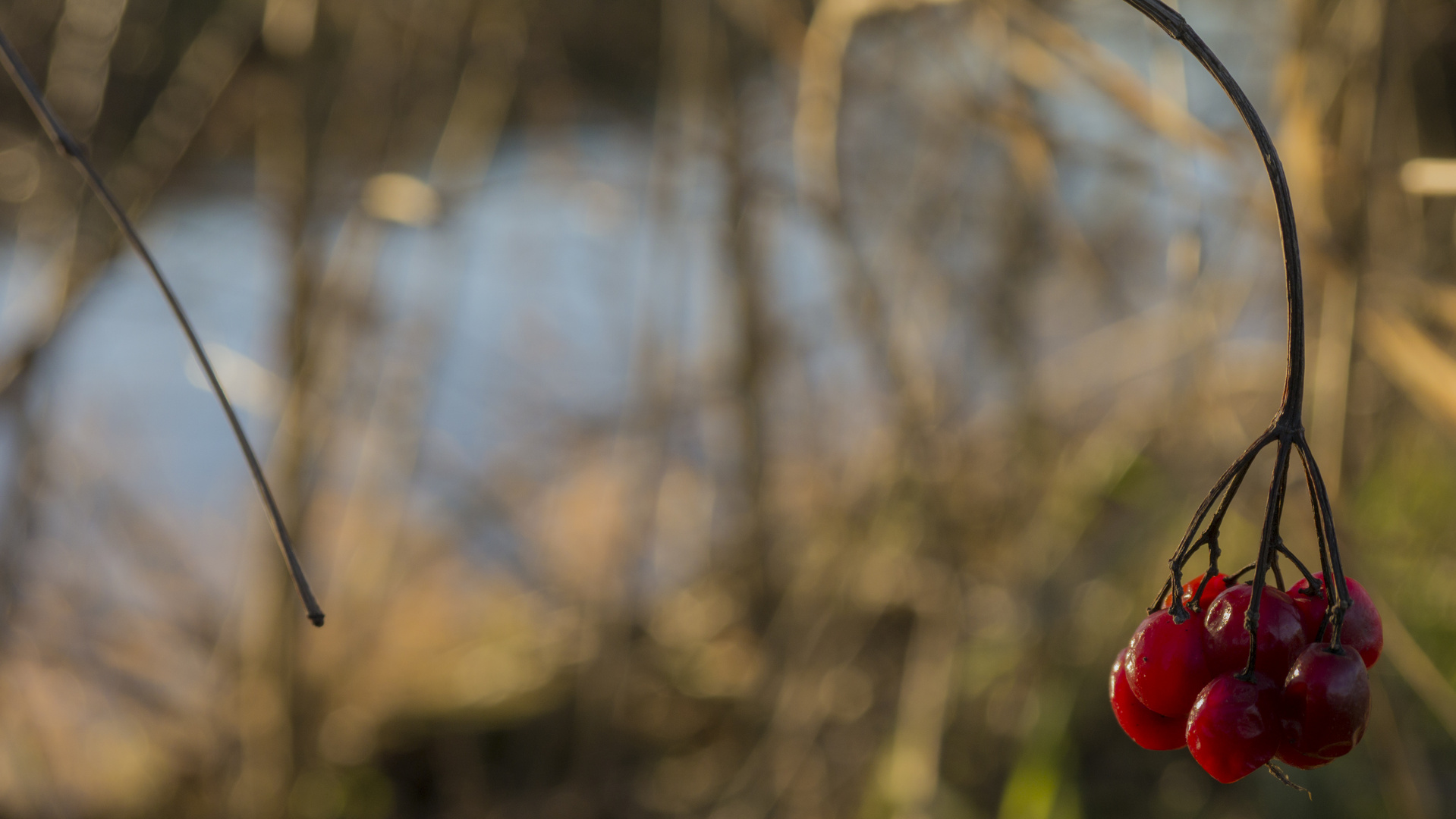 Beeren im Frühling