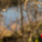 Beeren im Frühling