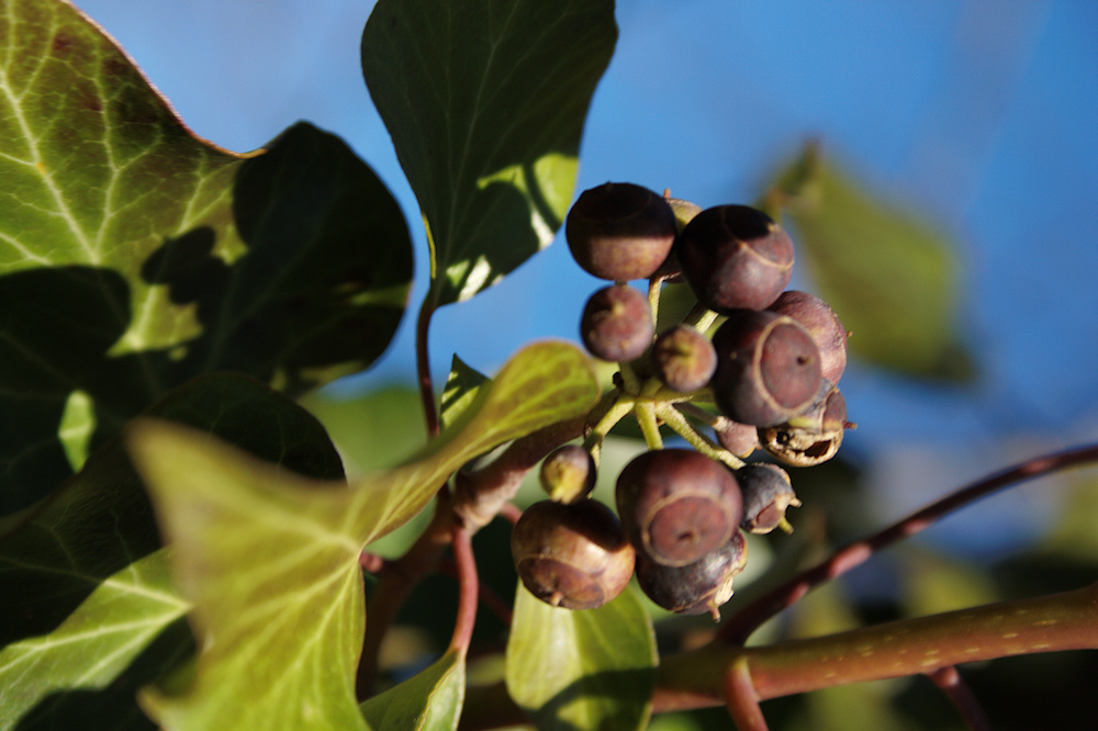 Beeren im Frühling