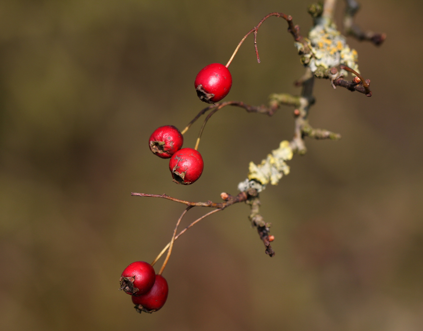 - Beeren im Frühling -