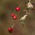 - Beeren im Frühling -