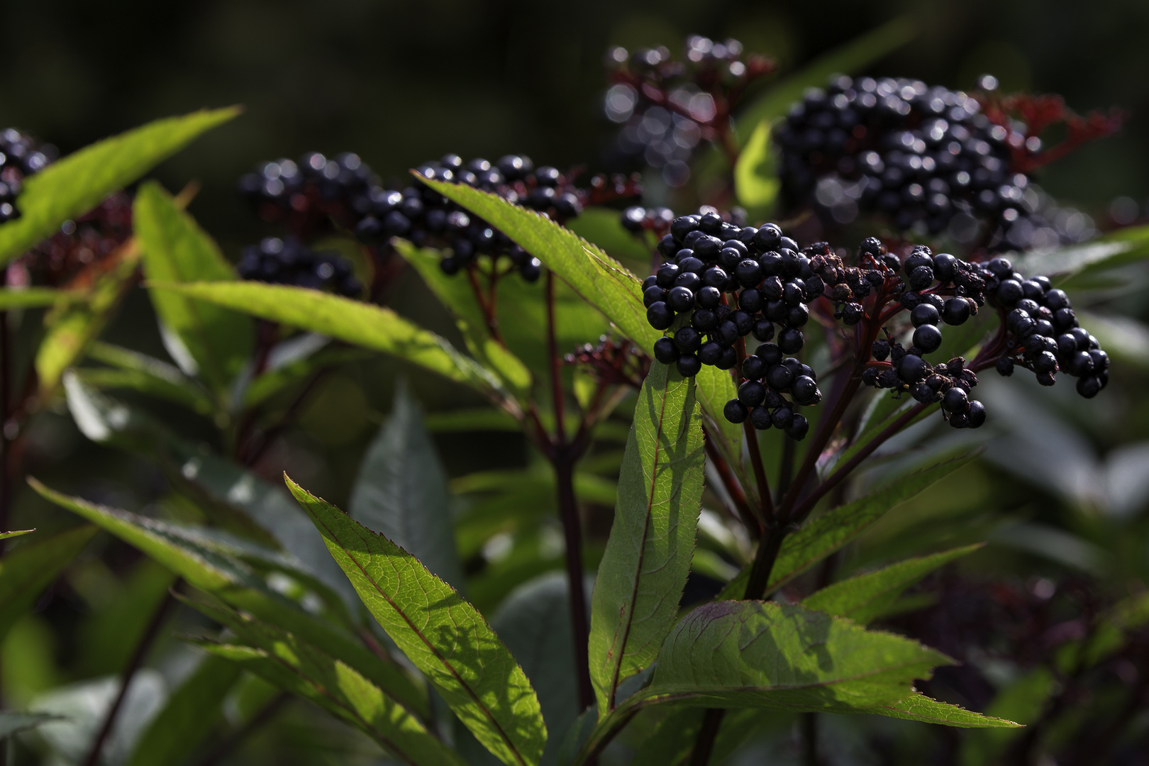 Beeren im Gegenlicht...