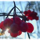 Beeren im Gegenlicht