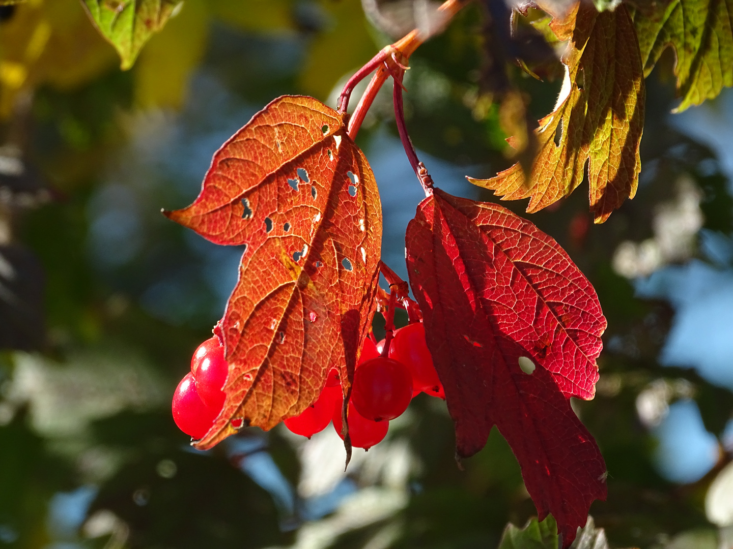 Beeren im Herbst