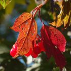 Beeren im Herbst