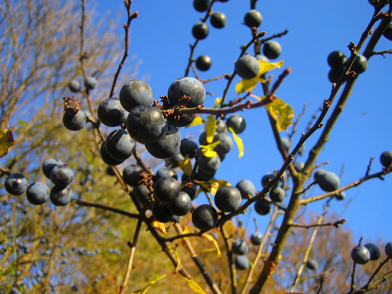 Beeren im Herbst