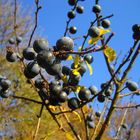 Beeren im Herbst