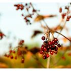 [beeren im herbst]