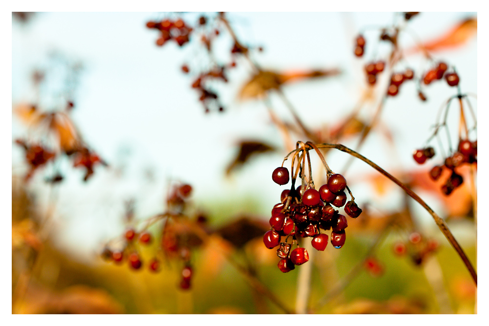 [beeren im herbst]