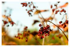 [beeren im herbst]