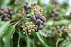 Beeren im Herbst