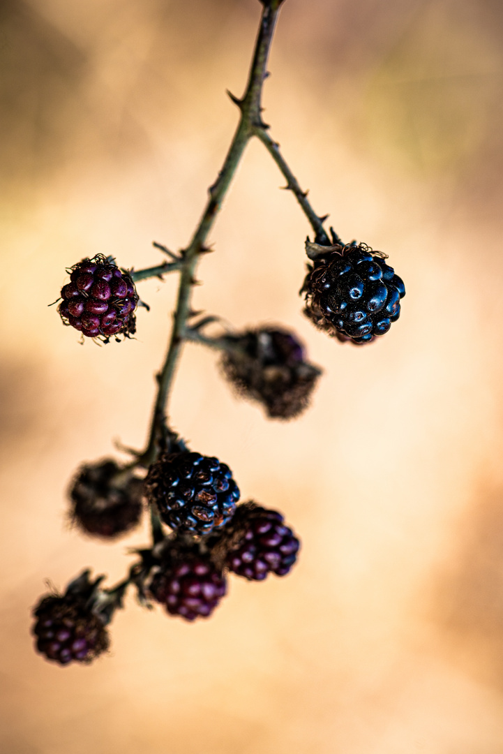 Beeren im Herbst ...