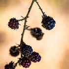 Beeren im Herbst ...