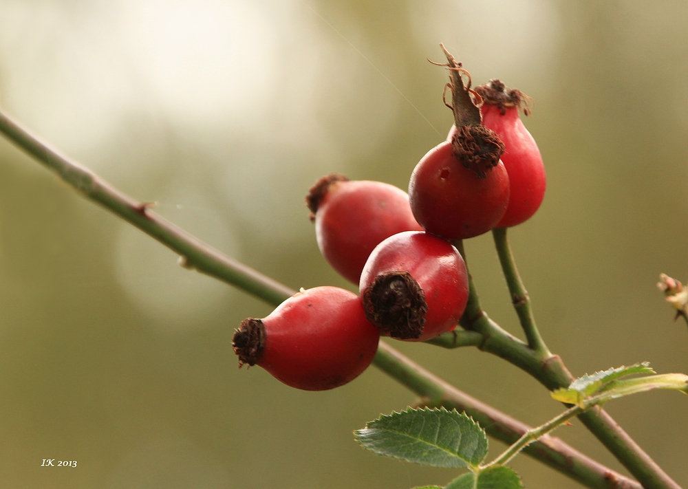 Beeren im Herbst