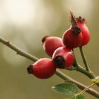 Beeren im Herbst